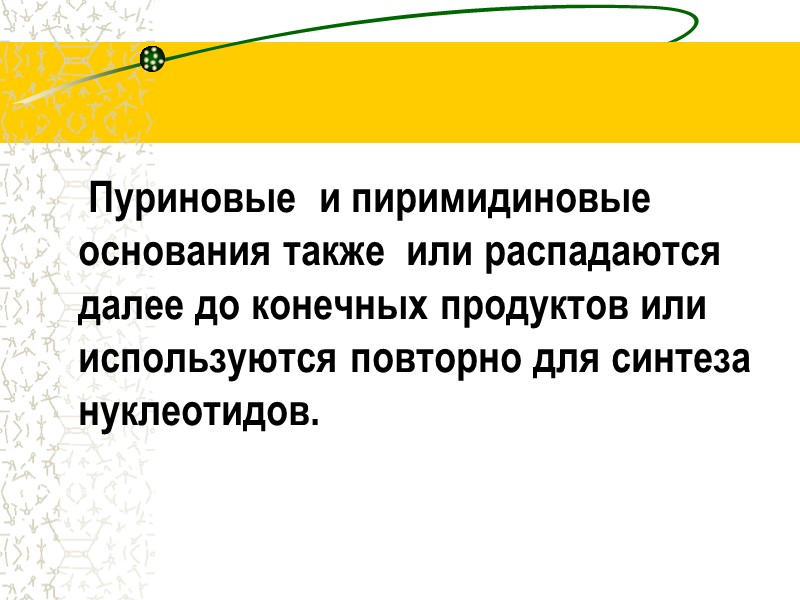 Пуриновые  и пиримидиновые основания также  или распадаются далее до конечных продуктов или